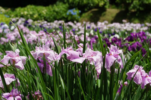 ショウブ 花・薄い紫2