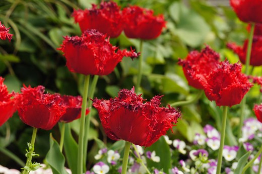 チューリップの花 赤4