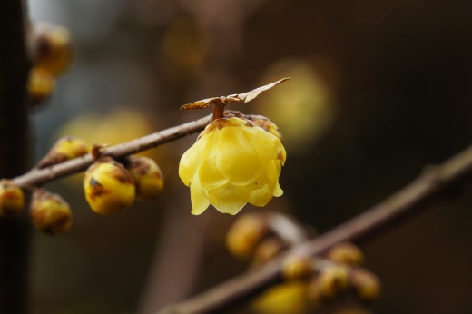 ロウバイ(蝋梅)の花