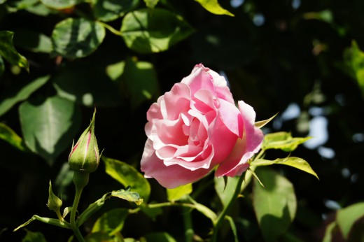 バラの花（万博公園）・ピンク5