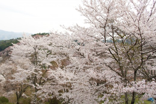 吉野・下千本の桜（4/15）