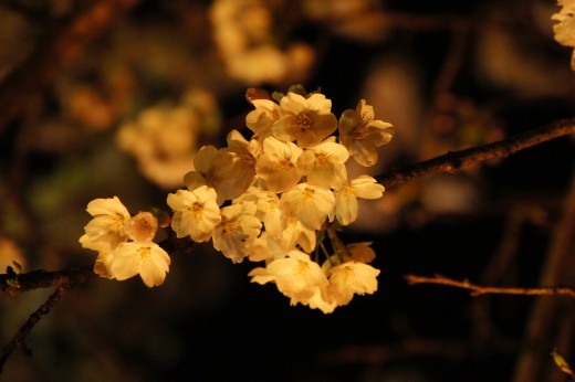 夜桜 花アップ1