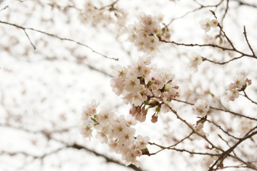 吉野・中千本の桜