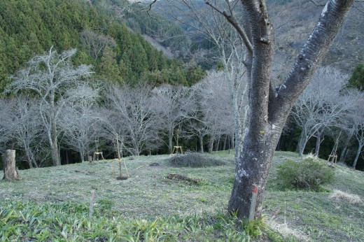 吉野・中千本の桜