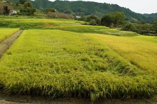 稲が倒れている段々畑