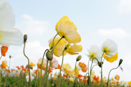 空とポピーの花畑