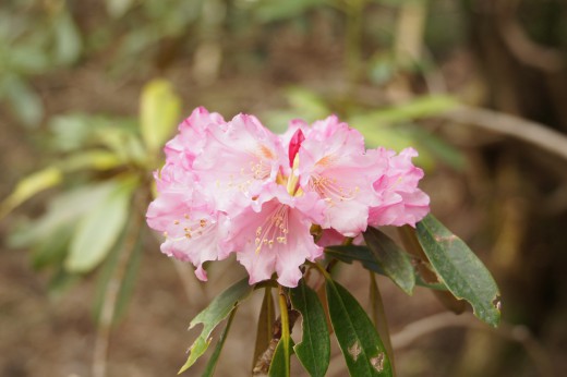 石楠花 （シャクナゲ）