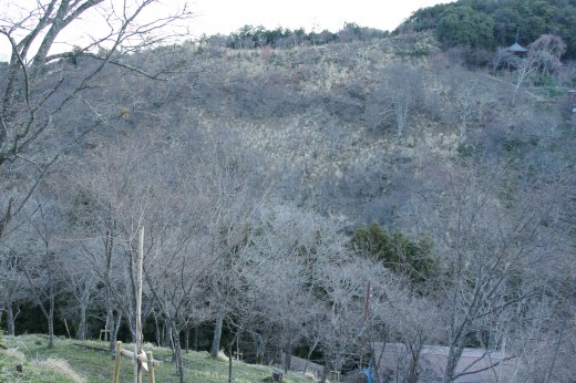 吉野・中千本の桜