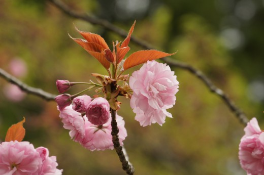 八重桜