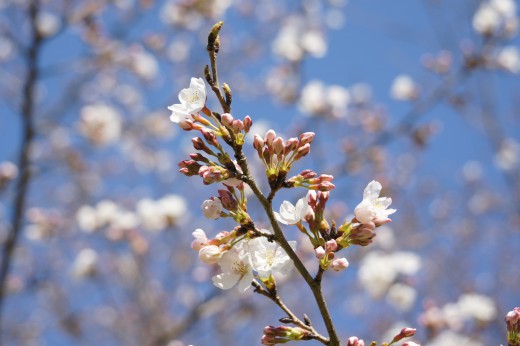 明日香村・石舞台の桜22