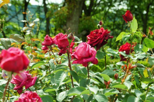 バラの花畑・紅2