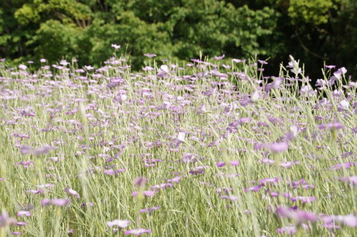 アグロステンマ（麦仙翁）の花畑2