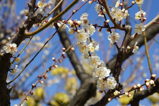 梅の花3