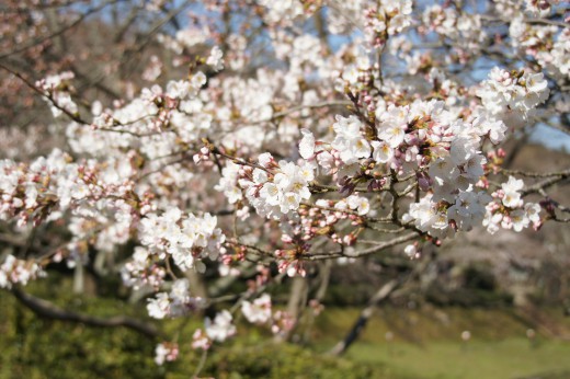 明日香村・石舞台の桜9