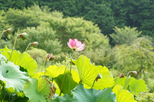 蓮 花・葉・花托(かたく)