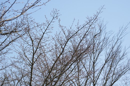 吉野・中千本の桜