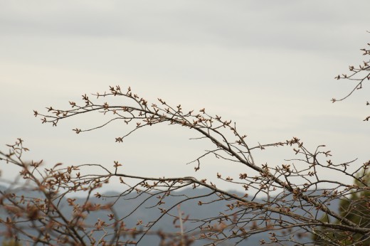 吉野・上千本の桜