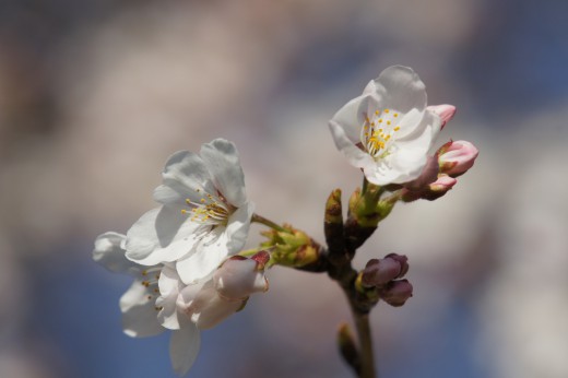 明日香村・石舞台の桜14