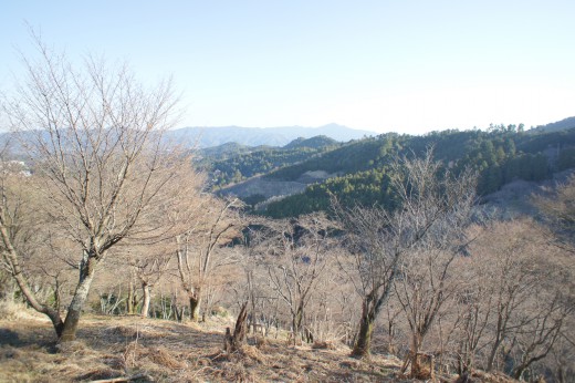 吉野の桜の木