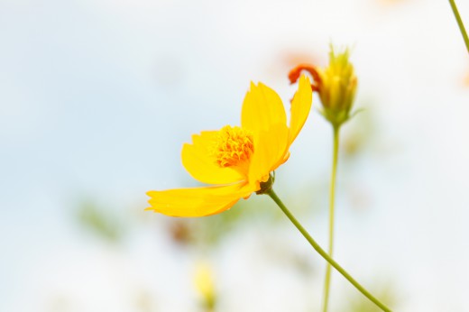 黄花コスモス 花・オレンジ