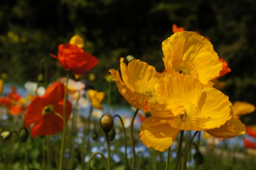 ポピーの花 複数