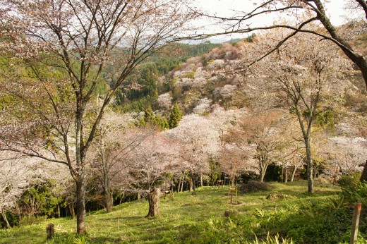 吉野・中千本の桜（4/15）