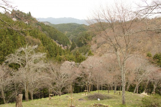 吉野・中千本の桜