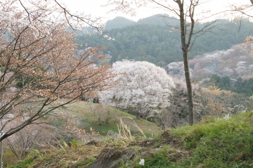 吉野・中千本の桜