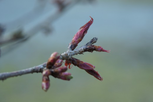 吉野・中千本の桜