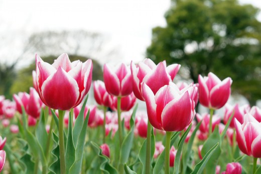 チューリップ（赤と白）の花畑1