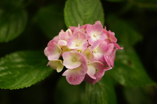 アジサイの花・ピンク4