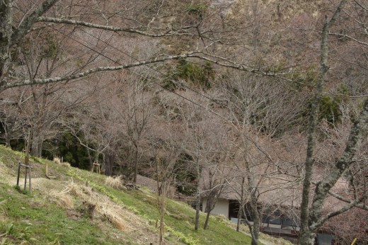 吉野・中千本の桜