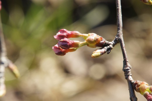 吉野・桜のつぼみ