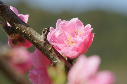 明日香村・石舞台周辺の桜