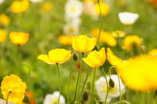 ポピーの花畑（黄）