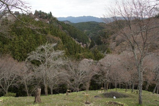 吉野・中千本の桜