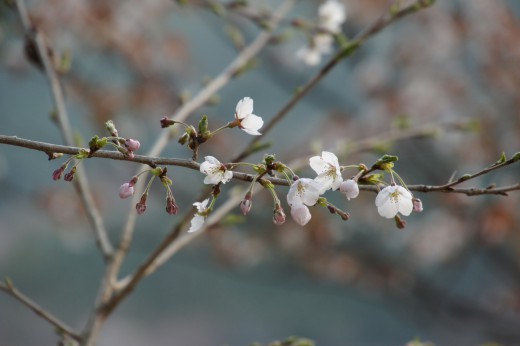 吉野・上千本の桜