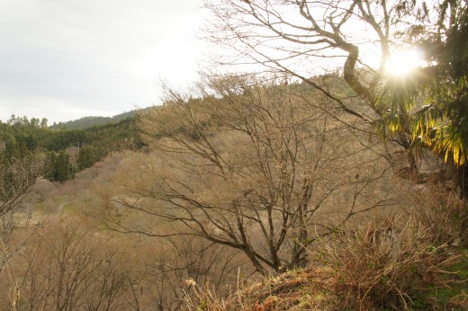 吉野・上千本の桜