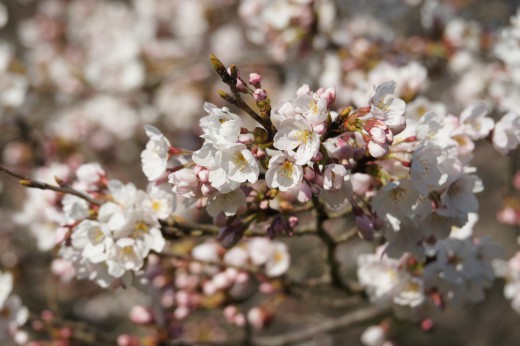 明日香村・石舞台の桜10