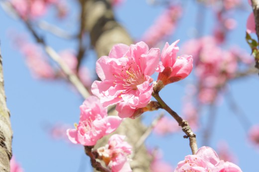 明日香村・石舞台周辺の桜