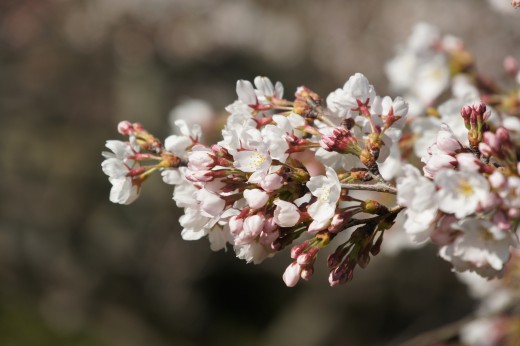 明日香村・石舞台の桜17