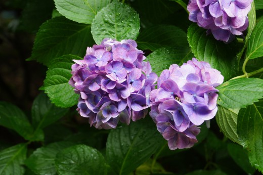 アジサイの花・紫2
