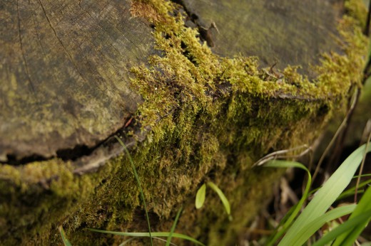 苔の生えた切り株